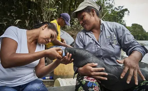 Two women, Lilia and Karina, feed a manatee that they found stranded on the bank of the Amazon River. The woman on the left feeds the manatee by hand while the women on the right holds the manatee in her lap.
