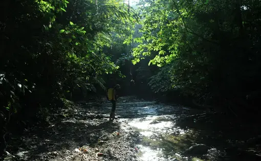 Siberut National Park. Image by Febrianti. Indonesia, 2020.