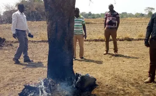 Urambo residents looking at a burning tree at the Ulyankhulu Forest Reserve in Tabora region. Image by Veronica Mapunda. Tanzania, 2020.