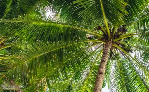 A coconut tree in the Philippines. Image by JimeeClarke/Shutterstock. Philippines, date unknown.