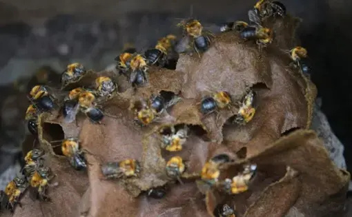 A beehive at the João do Mel honey farm in Belterra, western Pará. Image by Gabriel Siqueira/BBC. Brazil, undated.