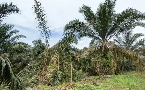 Oil palm damaged by elephants in Jemaluang, Johor. Image by YH Law. Malaysia, June 2020.
