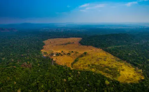 Pasture areas derived from illegal deforestation near the Menkragnoti Indigenous Land in Pará. Image by Marcio Isensee/Shutterstock. Brazil, date unknown.