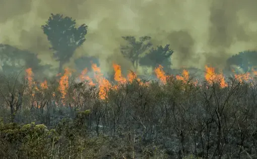 Forest fire in the Amazon. Image by Shutterstock.