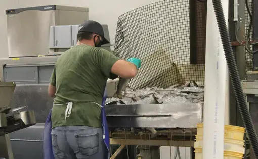 An employee processes rainbow trout at Sunburst Trout Farms. Image by Emma Johnson. United States, 2020.