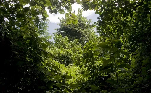 View of the Luki dense tropical Forest