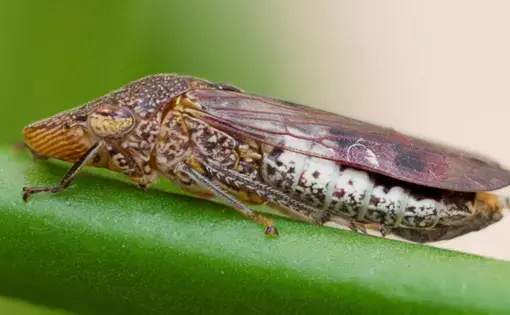 glass winged bug