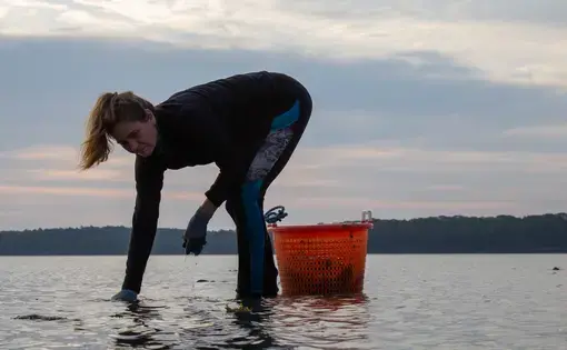 woman collects oysters