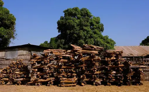 Rosewood – ostensibly deadfall – for sale near Djendo. Image by Ricci Shryock/Mongabay. Guinea-Bissau, 2020.