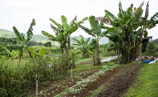Food is grown at the Armonia en la Montañ farm in Aibonito, Puerto Rico