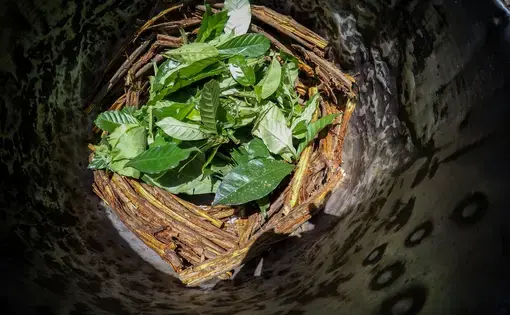 ayahuasca leafs and roots in a pot