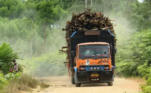 Truck with timber in Indonesia. Photo by NBC News