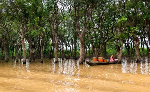 A person paddles a boat through a mangrove forest.