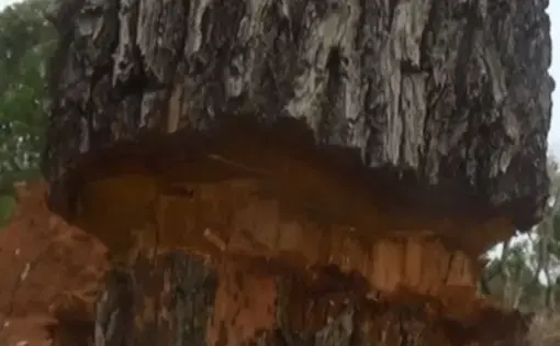 A standing Kosso tree, the trunk of which has been cut deeply.