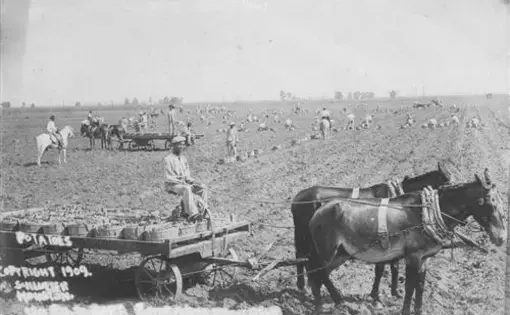 A black-and-white image of Texas sugarland from 1909