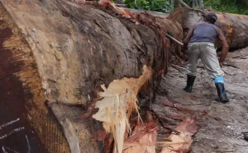 A man cuts down a tree in Indonesia.
