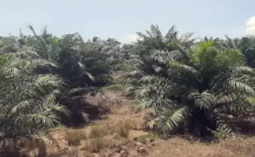 A series of oil palm trees are planted into the ground.