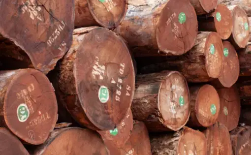 Image of logs in Central Africa.
