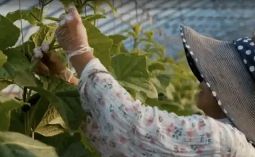 A woman pulls plants