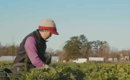 Nevia planting in field