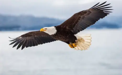 Logo for Brooks Eagles