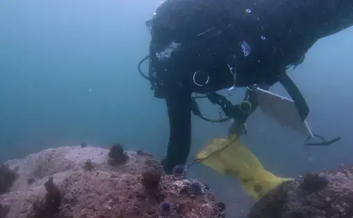 A diver removes some purple sea urchins.
