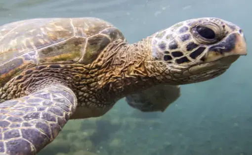 a sea turtle