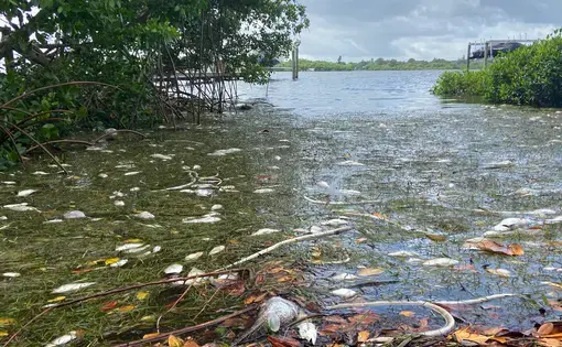 Bloated fish carcasses break the surface of murky water.