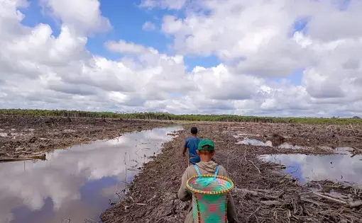 people walk through fields