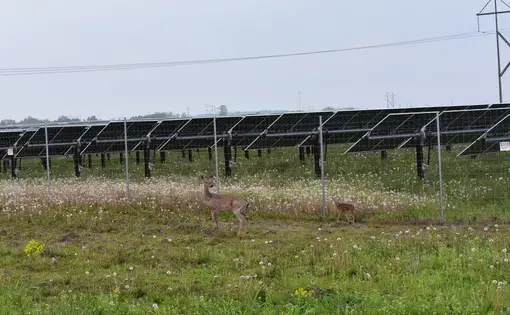 white-tailed deer