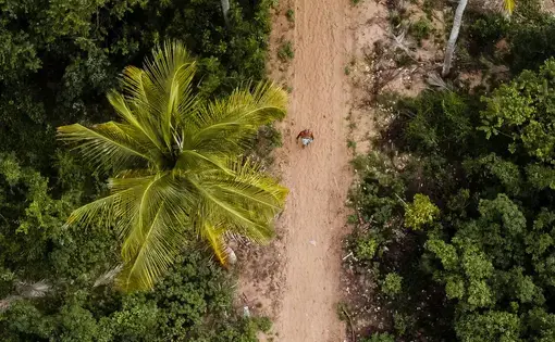 a forest seen from above