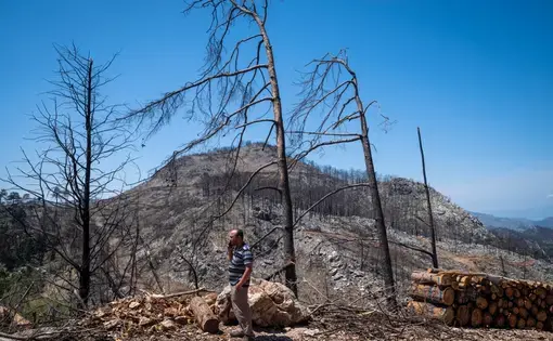a man talks on his cell phone next to a burned forest