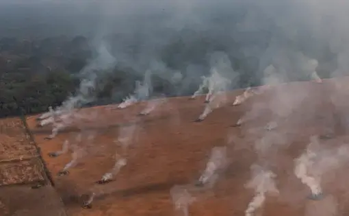 many tree trunks and fires in deforested land