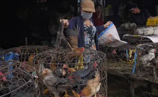 maket with wild animals