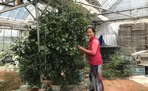 Marilou Quitiquit, aka Kim Sujeong (김수정), shows off her calamansi tree