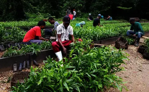 Lutte contre la déforestation au cœur du Bassin du Congo. Paysage de Yangambi, poumon du monde en réanimation
