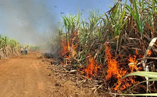 sugarcane field burning