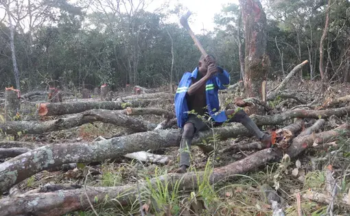 A person seated on a felled tree branch hewing wood