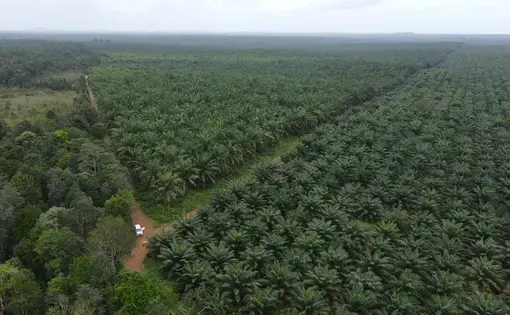 Palm oil plantation in Indonesia