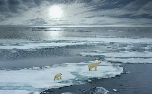 polar bears on an ice floe