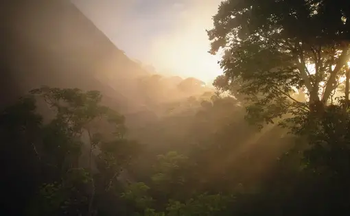 trees in the amazon