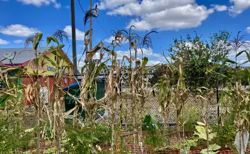 Cultivate Abundance Community Garden