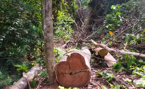 a log in the forest