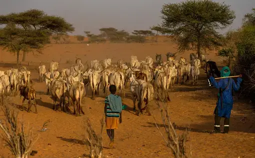 a group of herd animals are herded by two individuals in a dusty plain