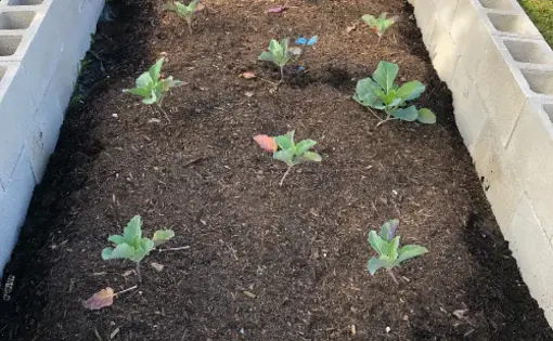 Da' Gardens logo - a flower bed