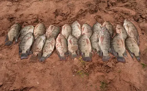 A row of fish on the dirt ground