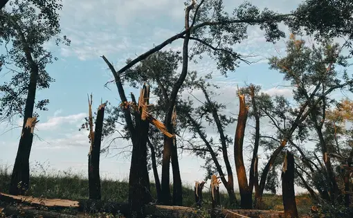 View of Cut Down Trees