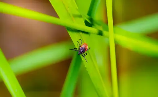 A castor bean tick (ixodes ricinus) on grass, possibly carrying disease