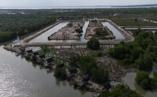 mangroves in indonesia