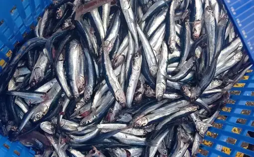 fish in a bucket